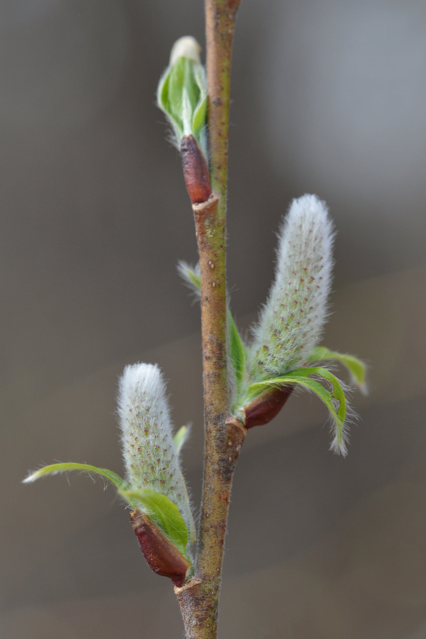 Pussy Willow