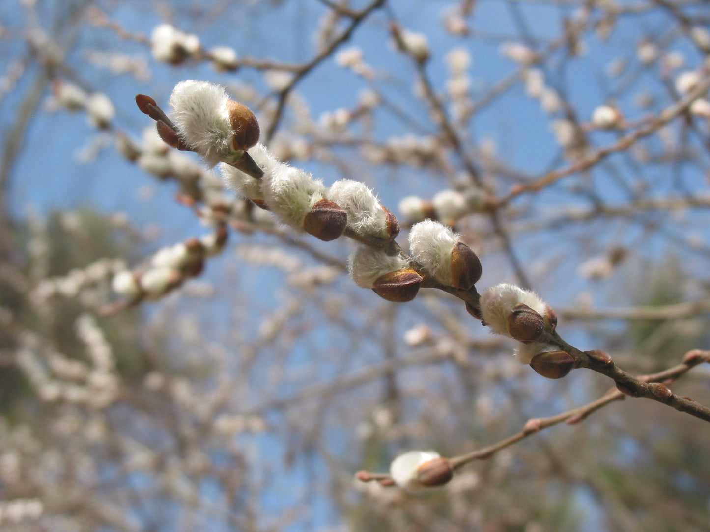 Pussy Willow