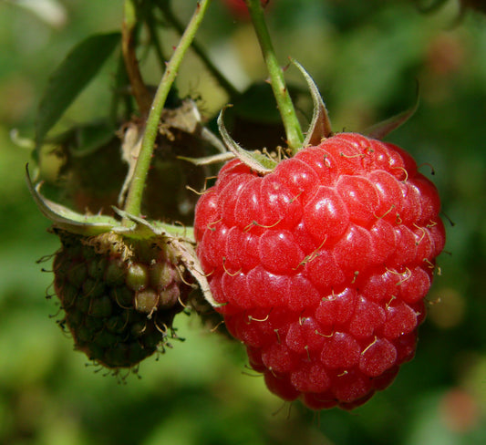 Latham Raspberry