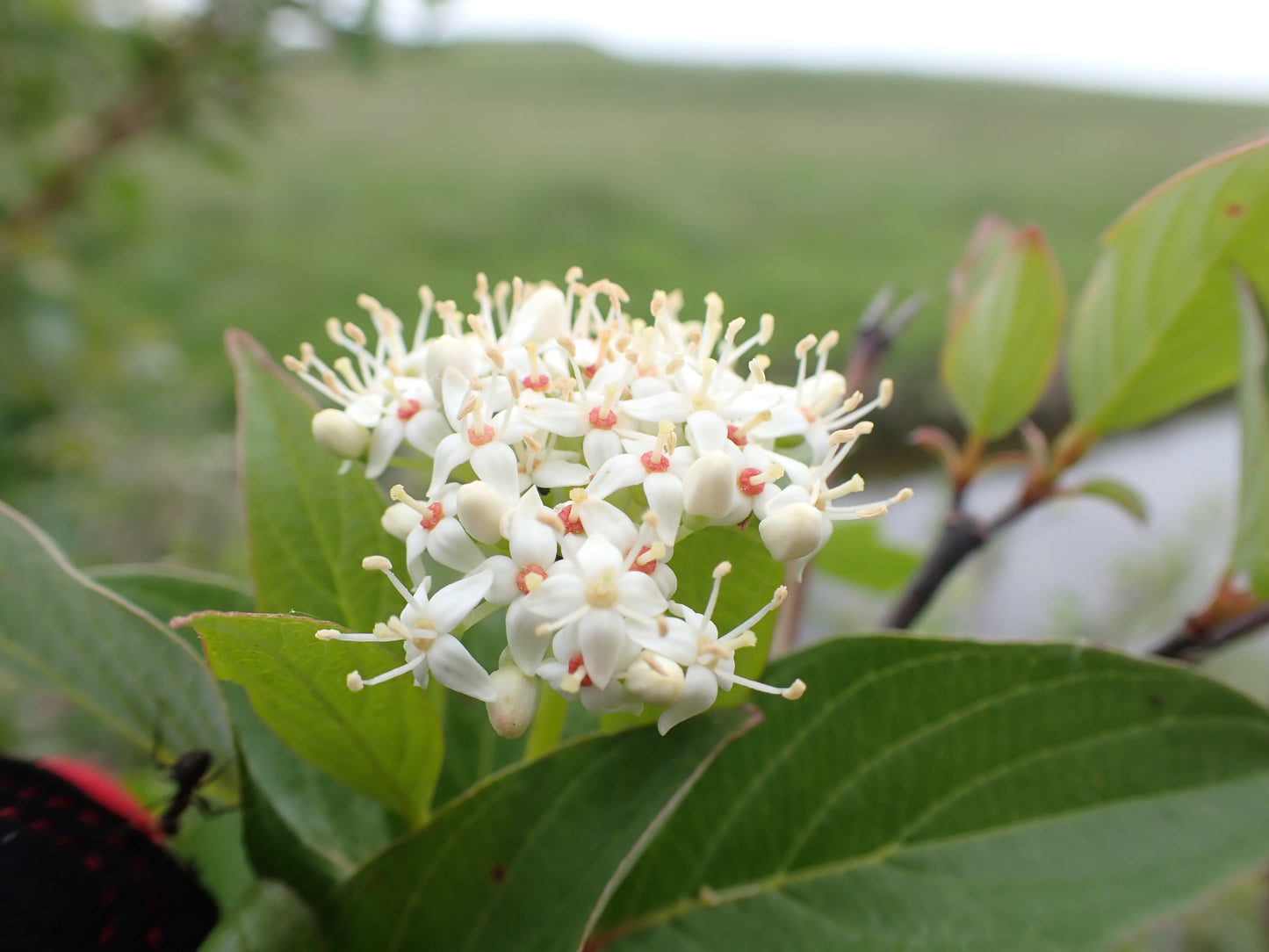 Red-Osier Dogwood