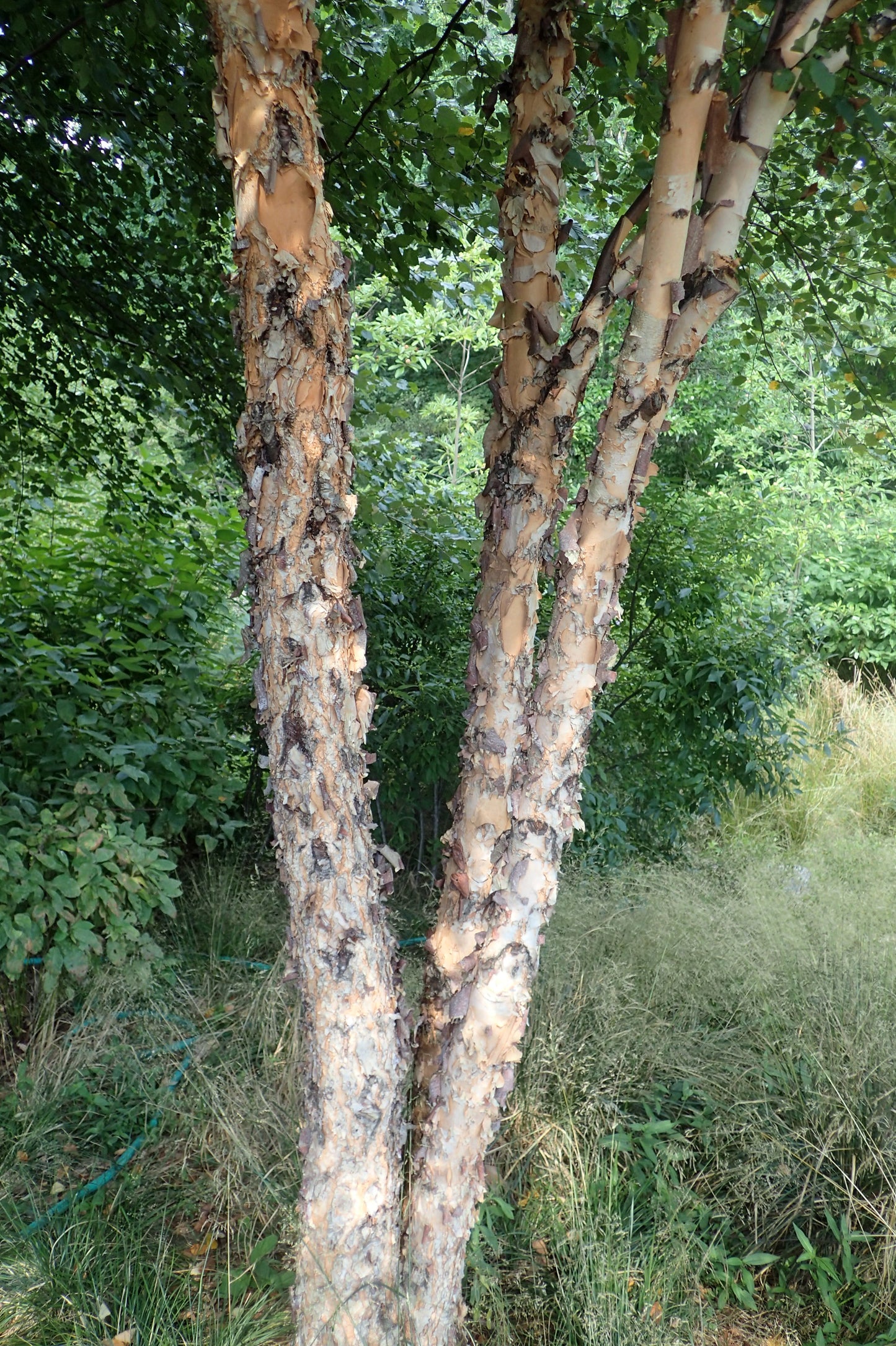 River Birch