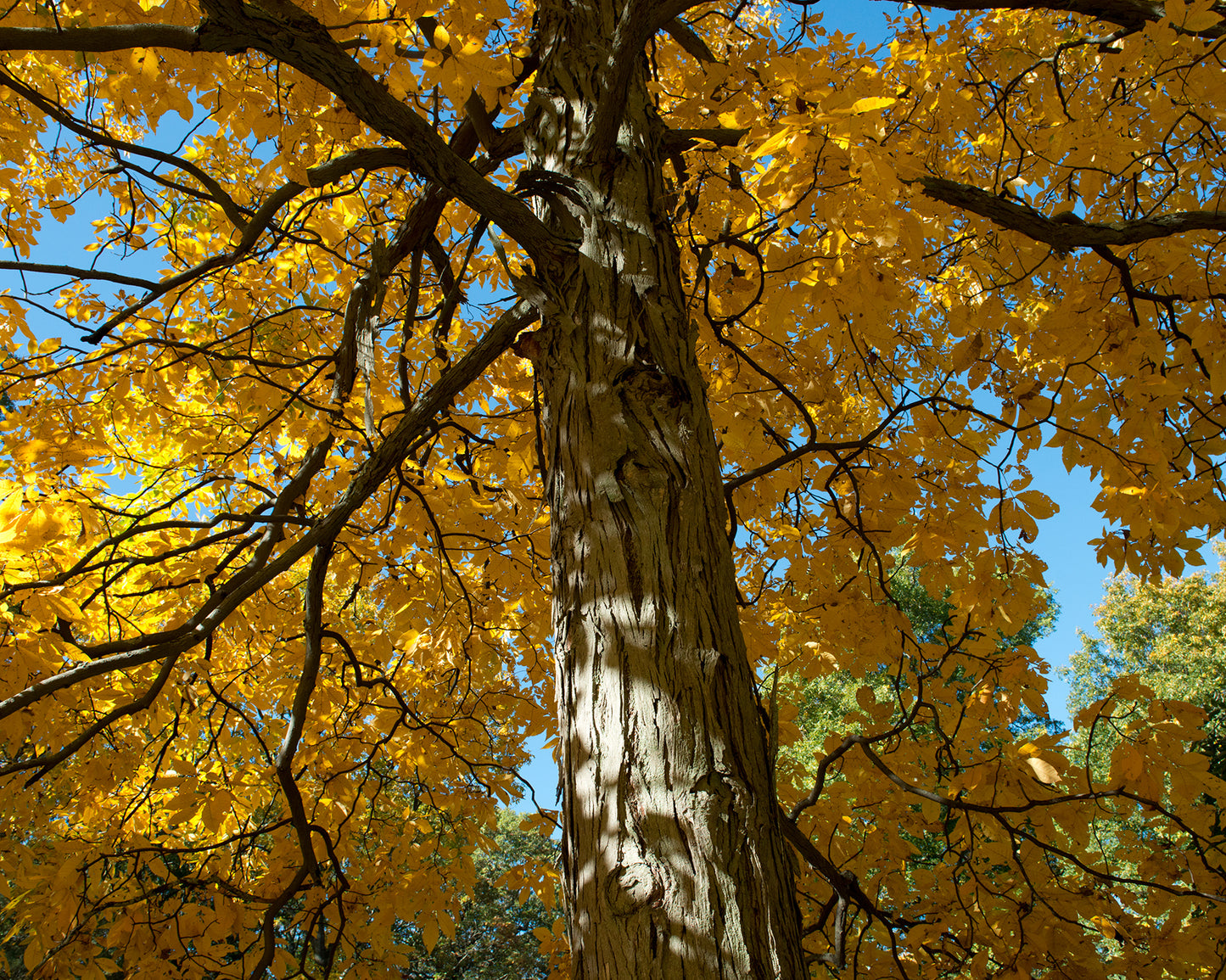 Shagbark Hickory