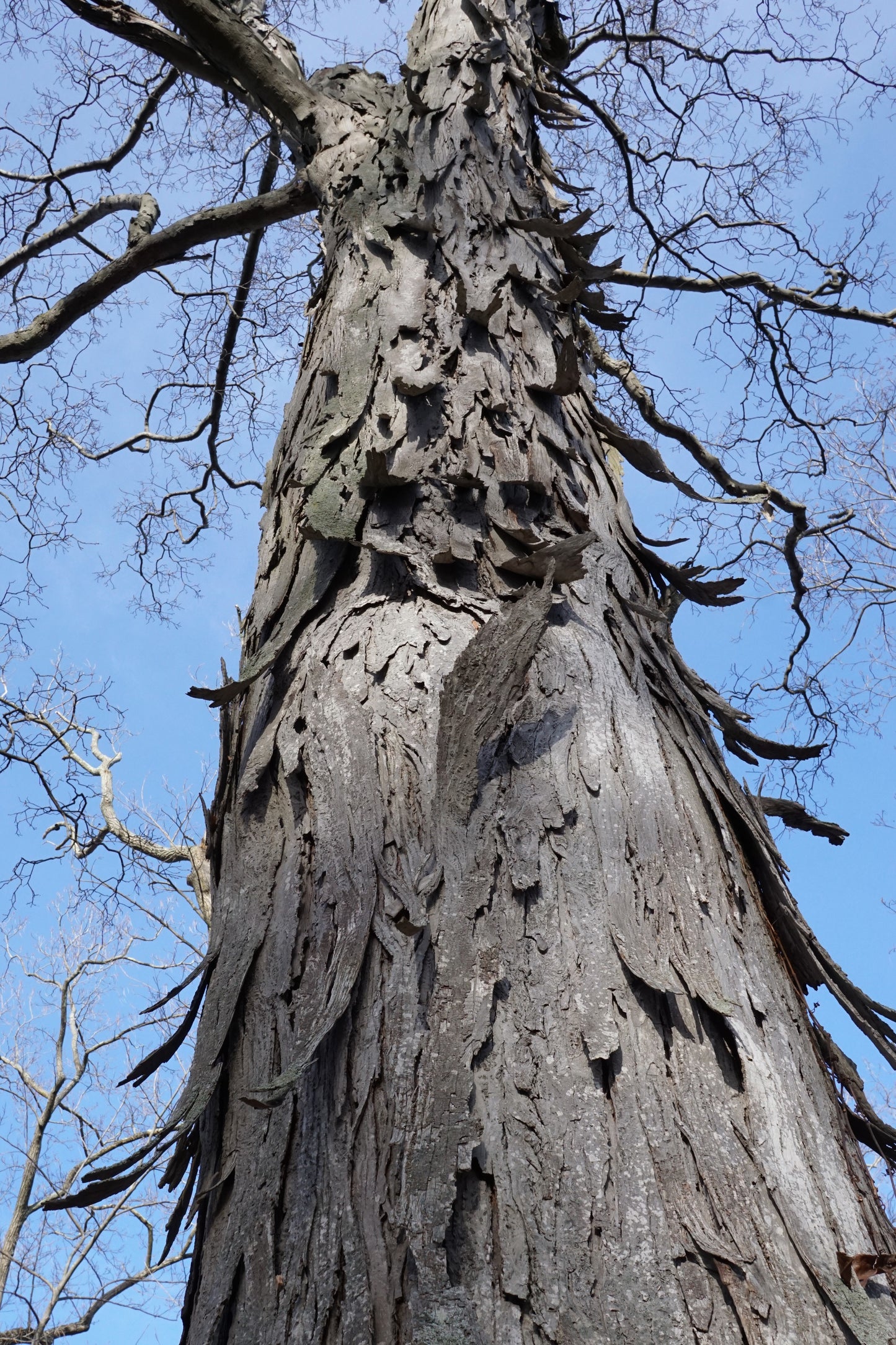 Shagbark Hickory