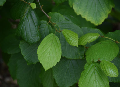 Common Witchhazel