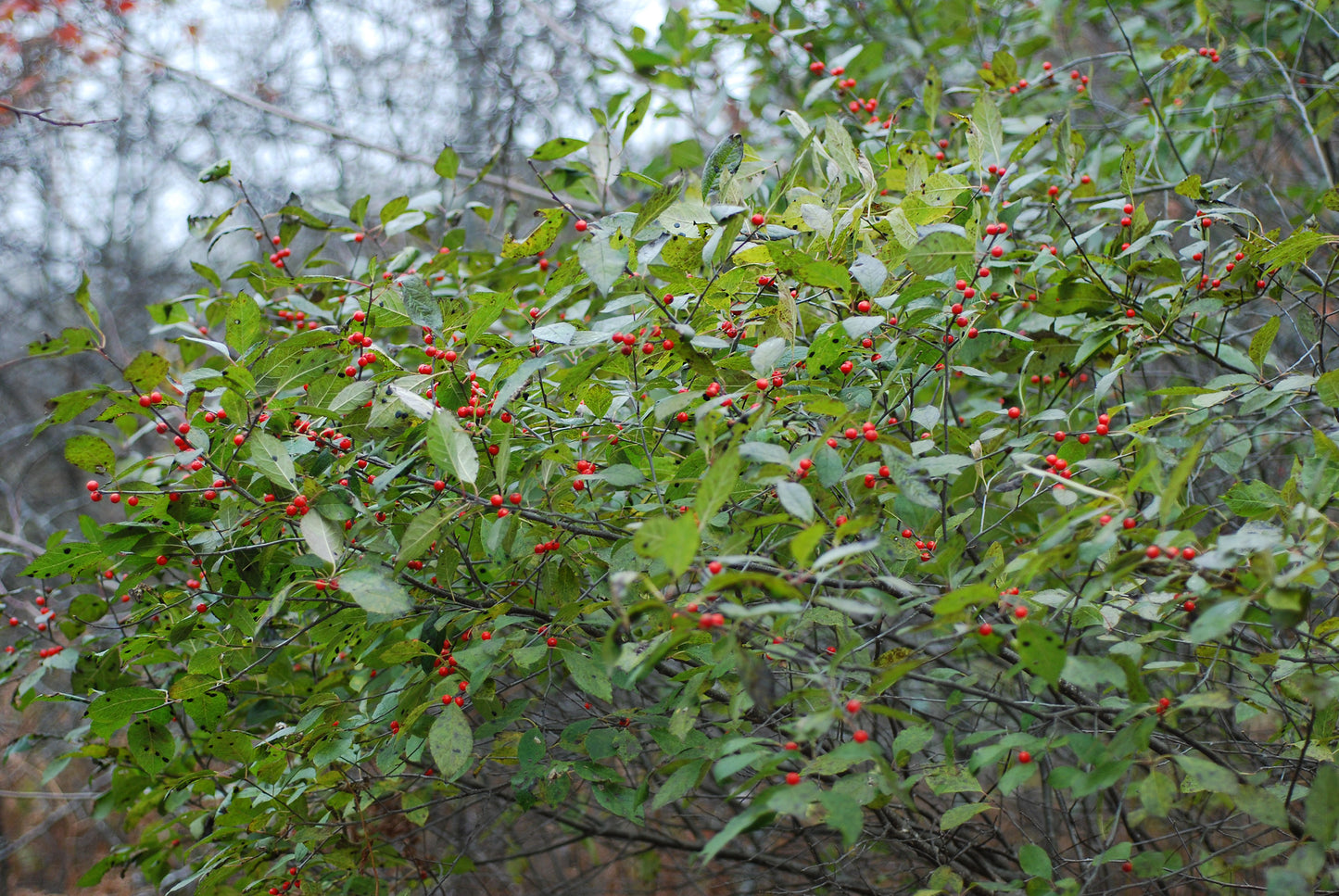 Winterberry