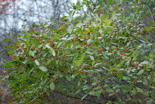 Winterberry