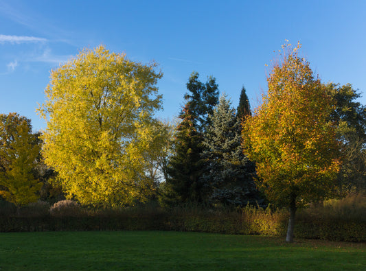 Silver Maple