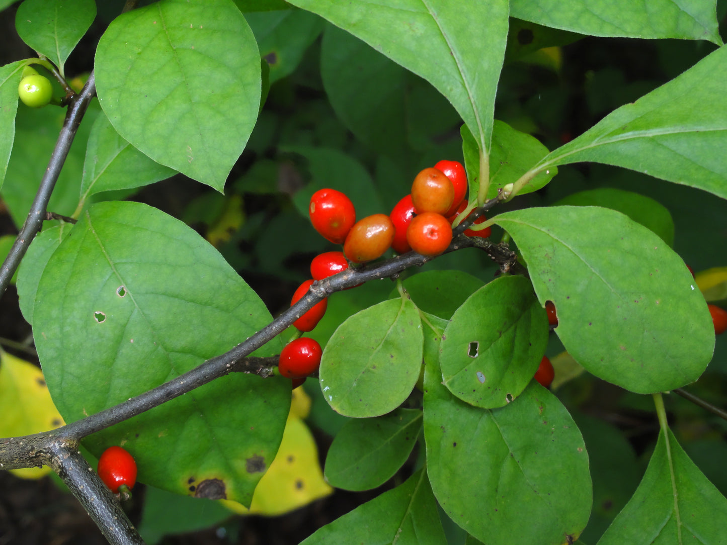 Spicebush