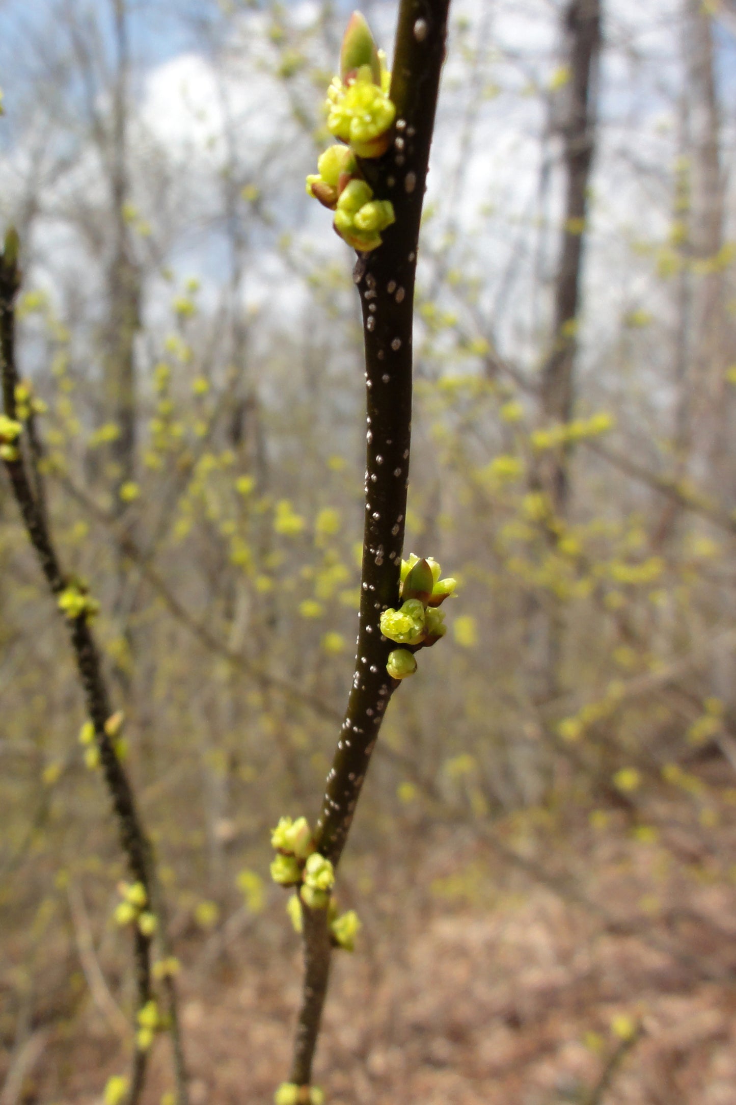 Spicebush