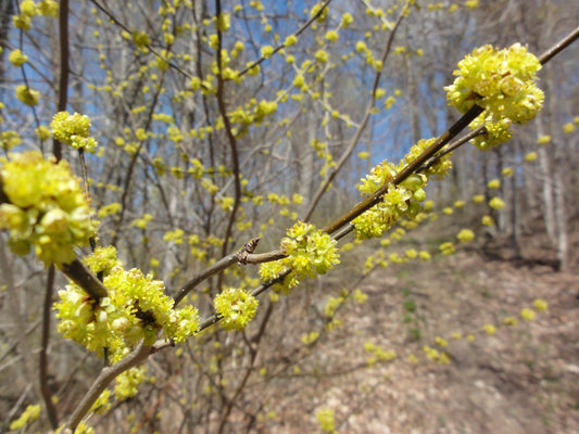 Spicebush