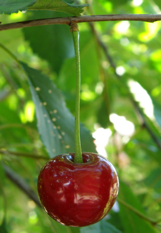 Montmorency Tart Cherry