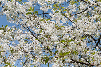 Montmorency Tart Cherry