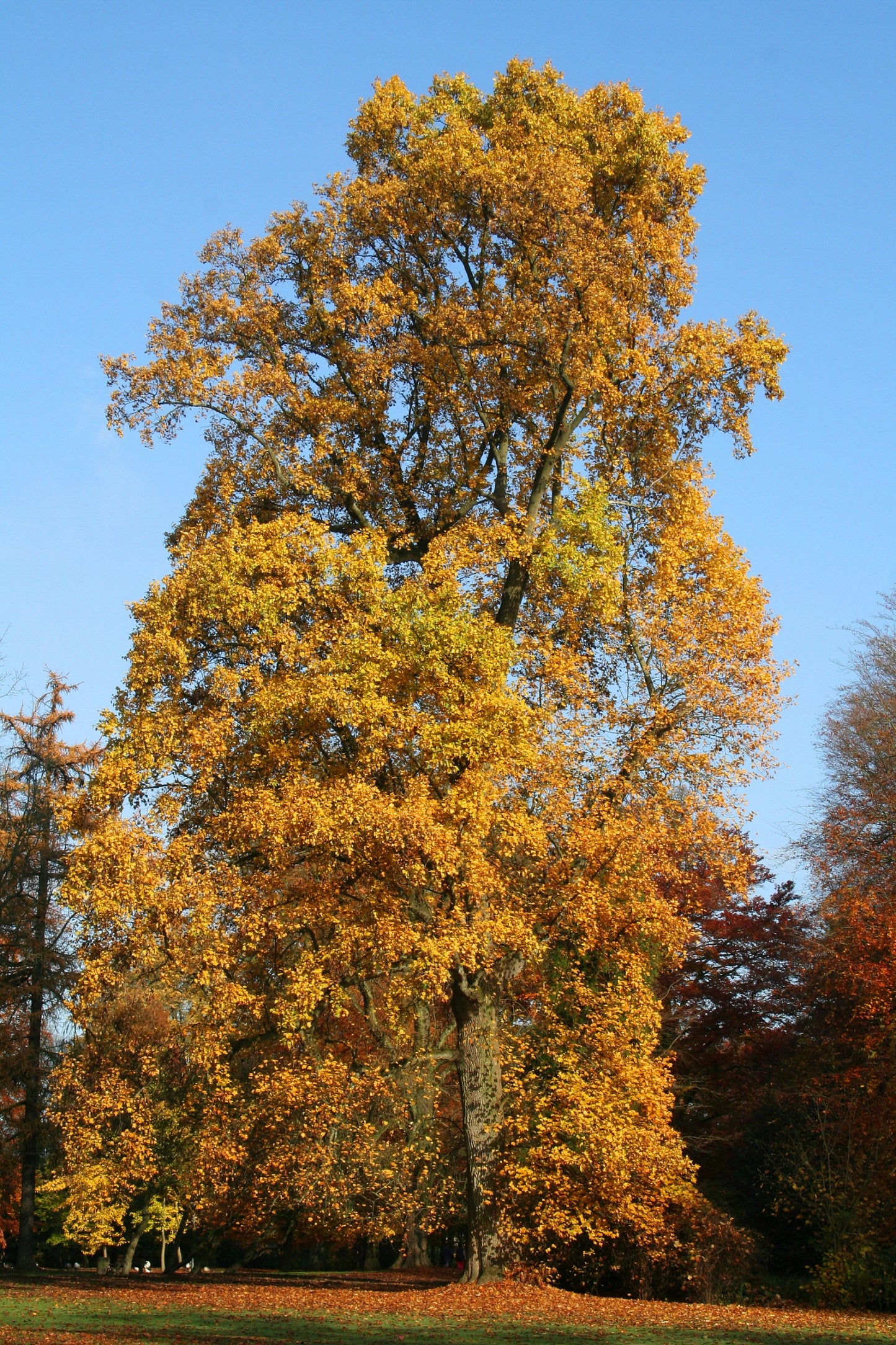 Tulip Tree