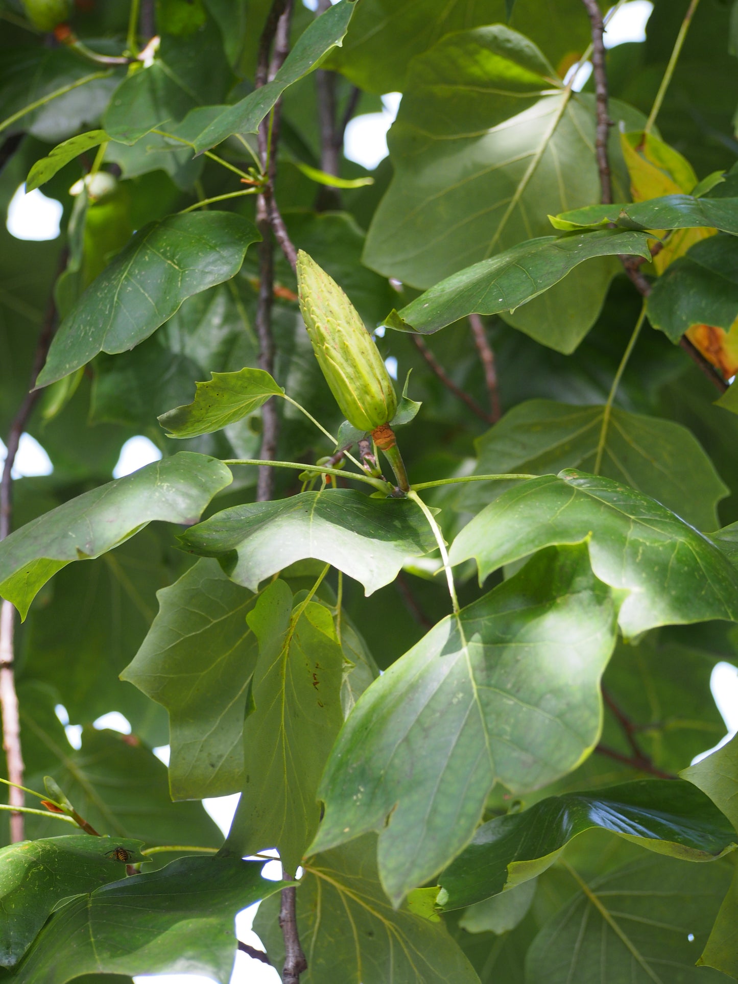 Tulip Tree