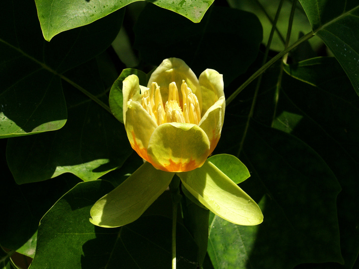 Tulip Tree