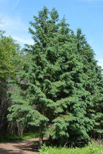 White Spruce