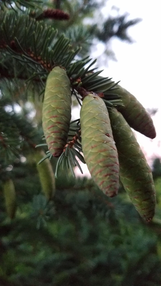 White Spruce