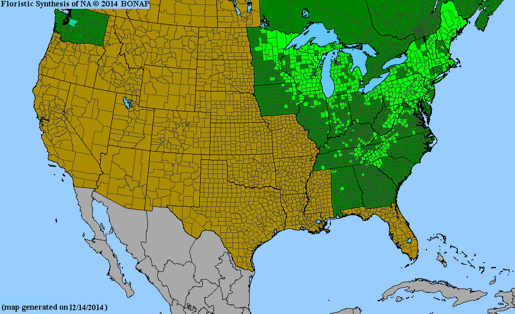 Allegheny Serviceberry