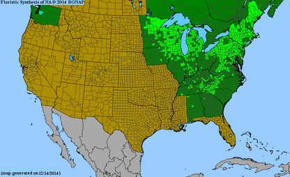 Allegheny Serviceberry
