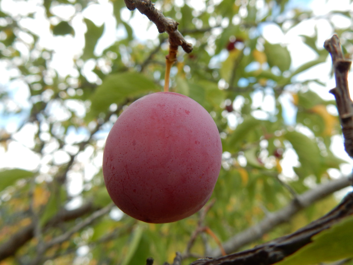 American Plum