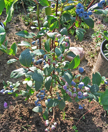 Highbush Blueberry