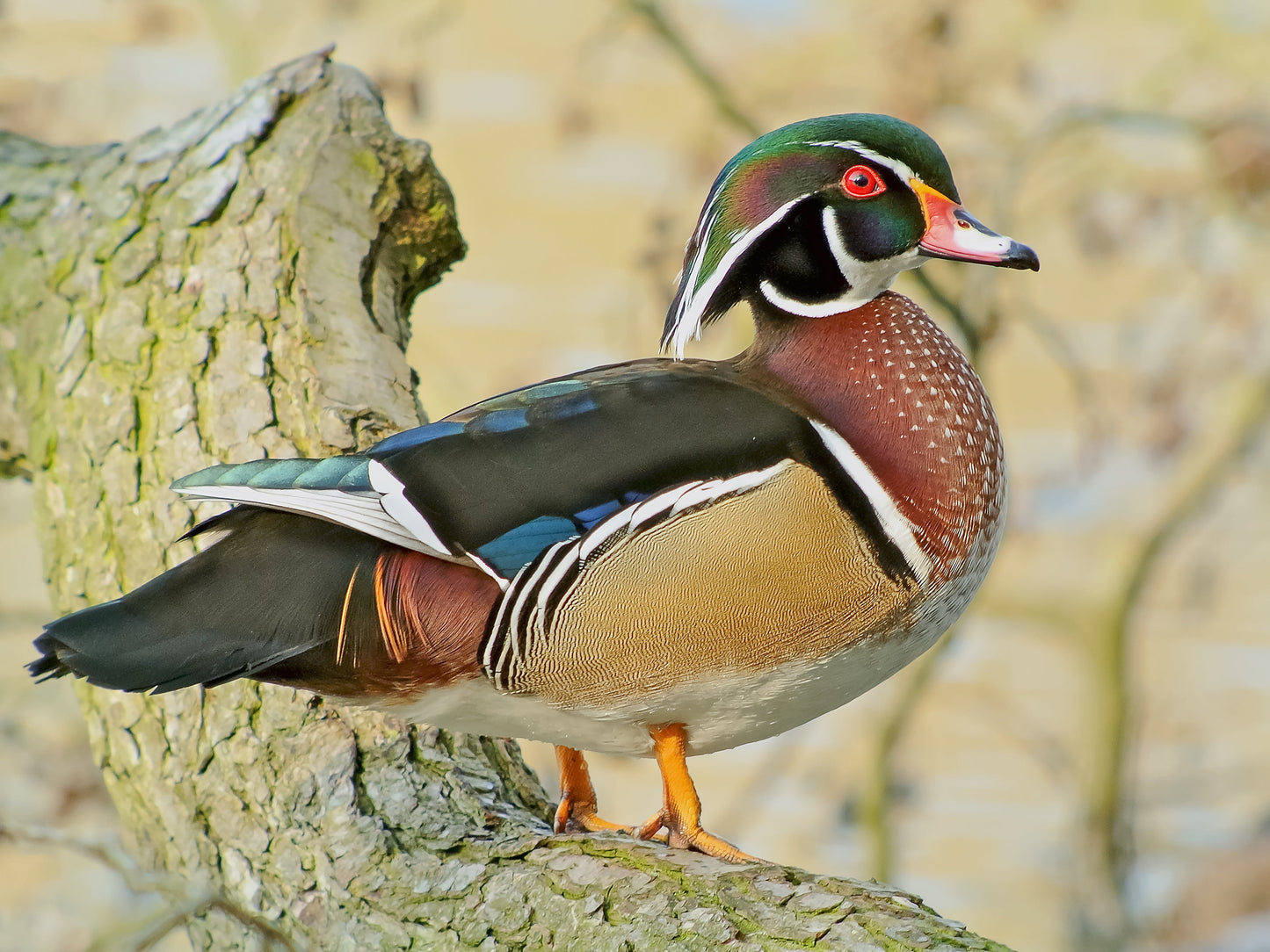 Wood Duck House