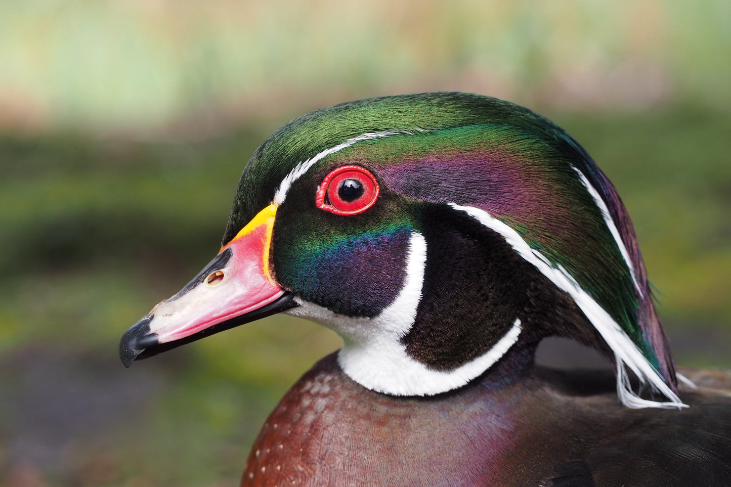 Wood Duck House