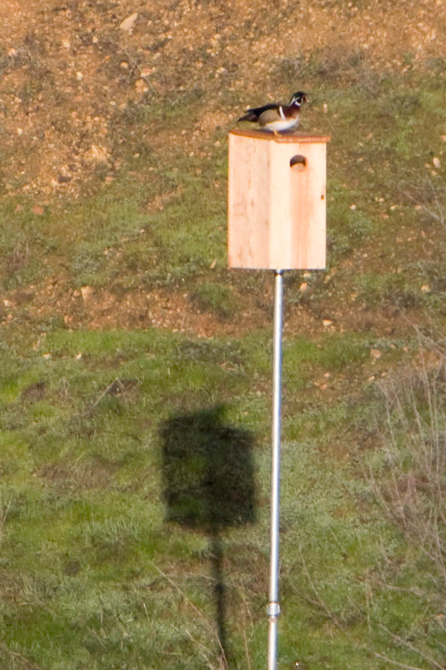 Wood Duck House