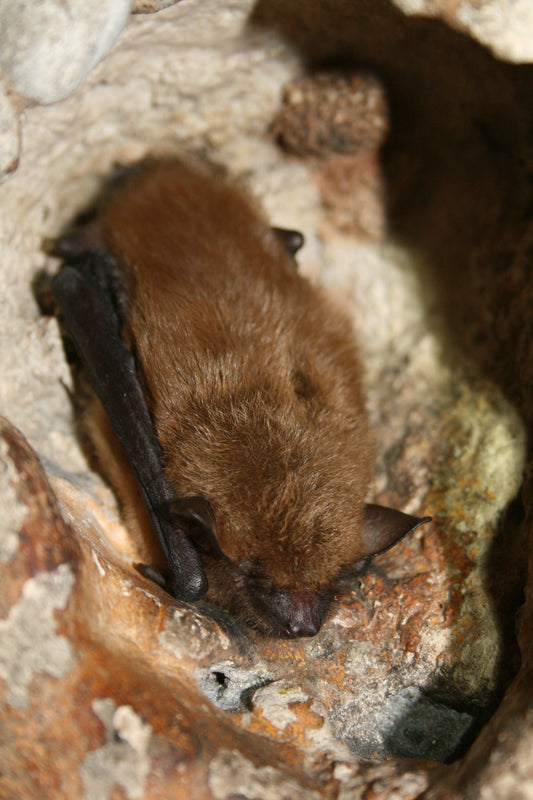 Bat Box